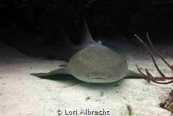 Nurse Shark resting by Lori Albrecht 
